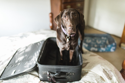 pet boarding